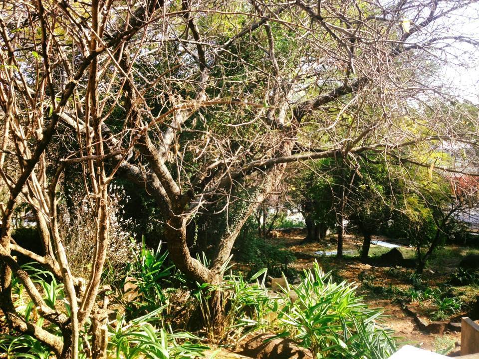 Peaches & Cream Bed & Breakfast Ladysmith Εξωτερικό φωτογραφία